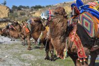 germencik belediyesi deve güreşi